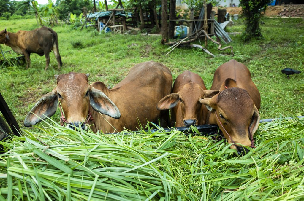 Menanti Inovasi Hijau di Tengah Dinamika Industri Peternakan