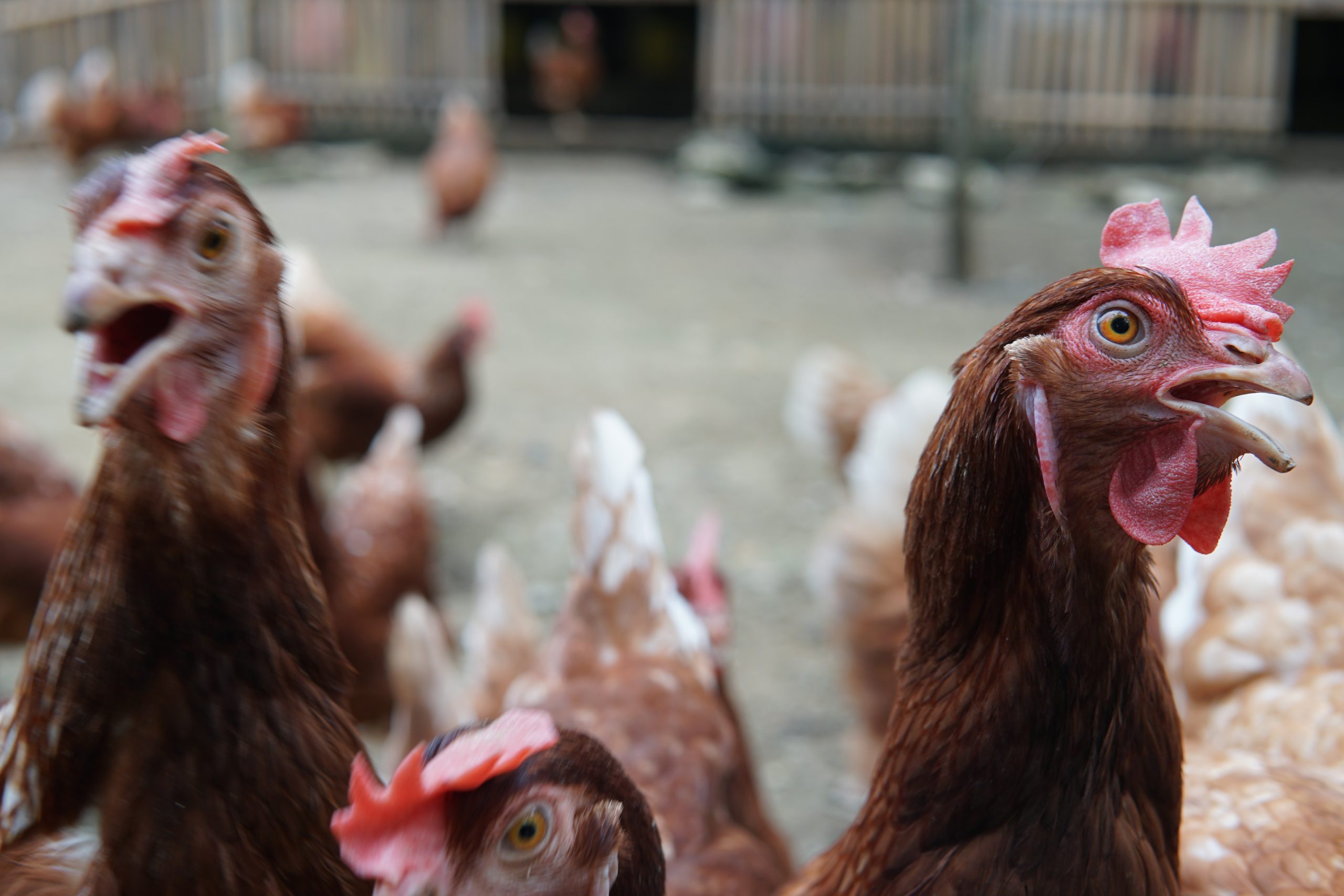Peternakan Ayam Petelur